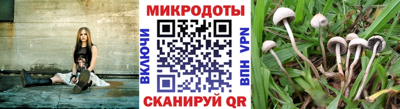 гидра ТОР Староминская Псилоцибиновые грибы Cubensis